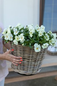 Donica rattanowa D34/27/H30cm - mała | dodatki |